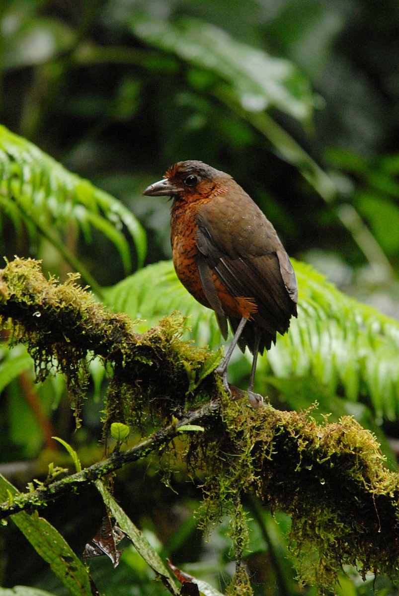 Giant Antpitta - ML636363783