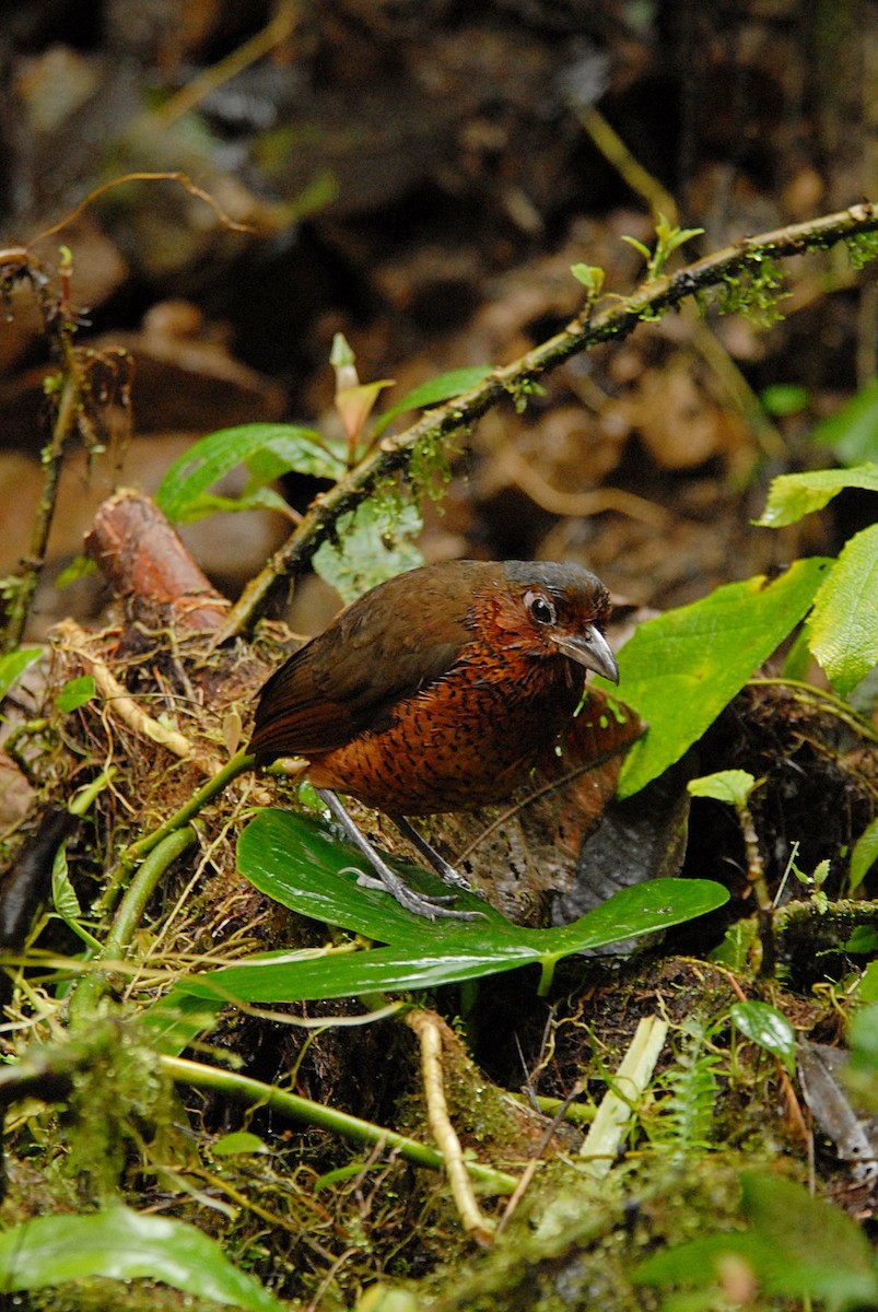 Giant Antpitta - ML636363784