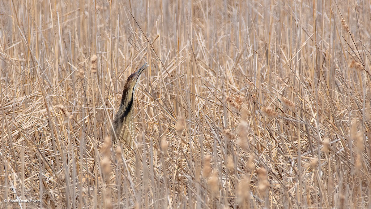 American Bittern - ML636363809