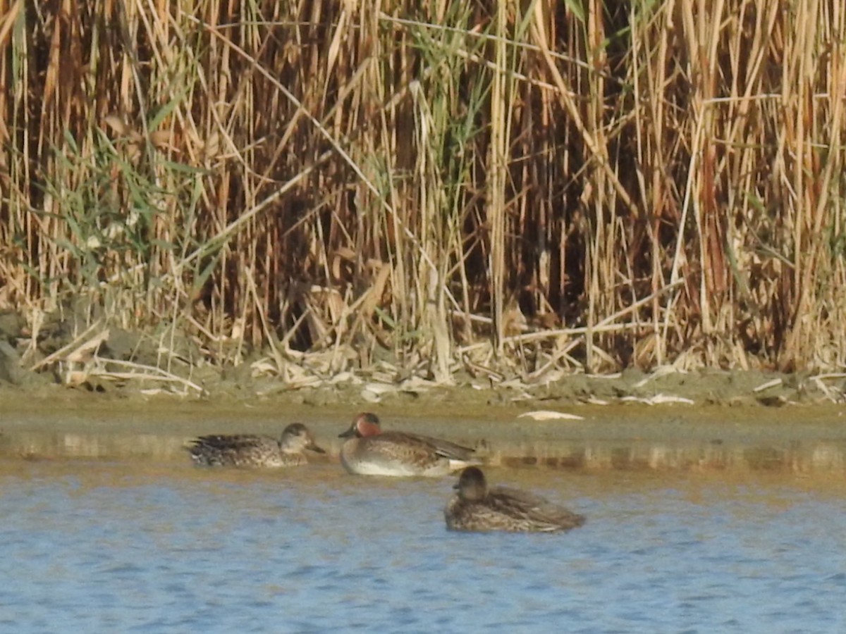 Green-winged Teal (Eurasian) - ML636363956