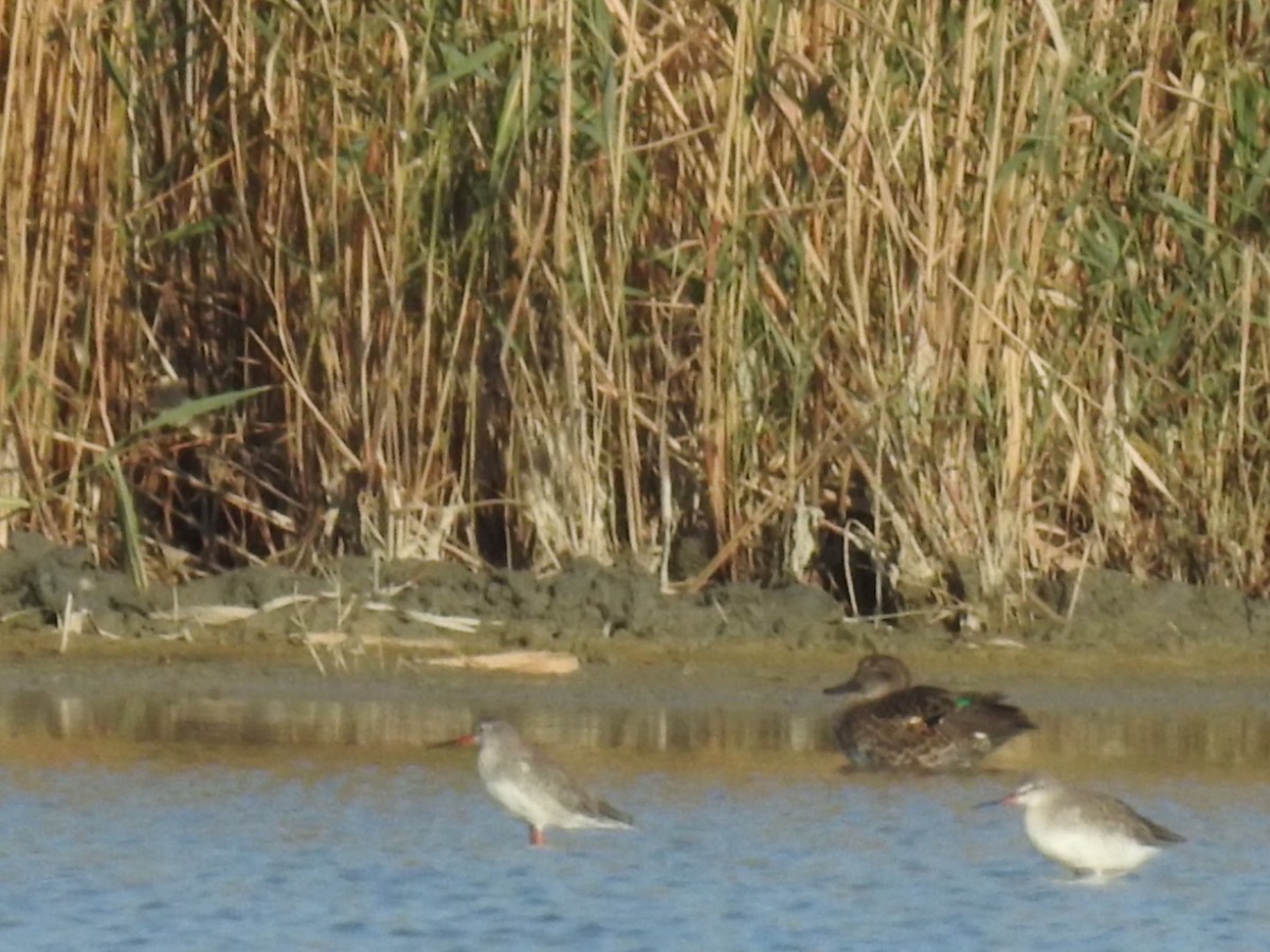 Green-winged Teal (Eurasian) - ML636363957
