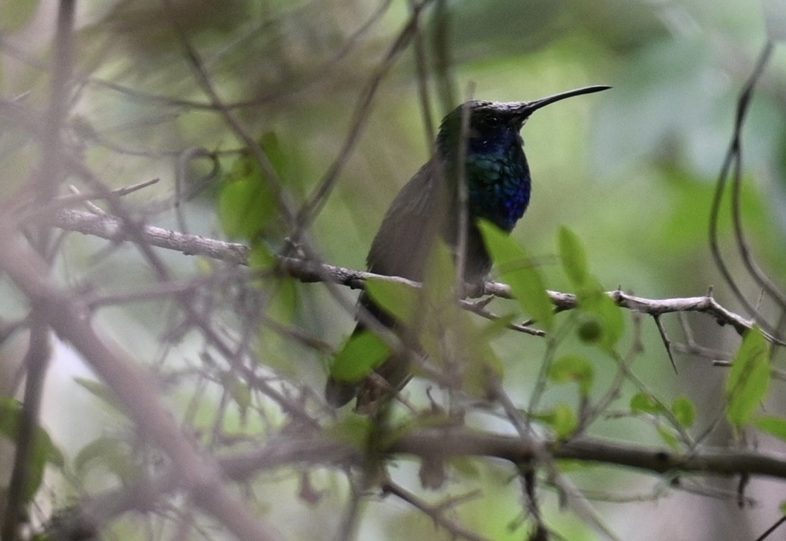 Mexican Violetear - ML636364010