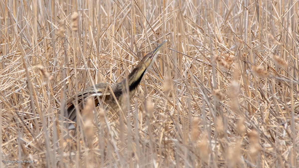 American Bittern - ML636364020