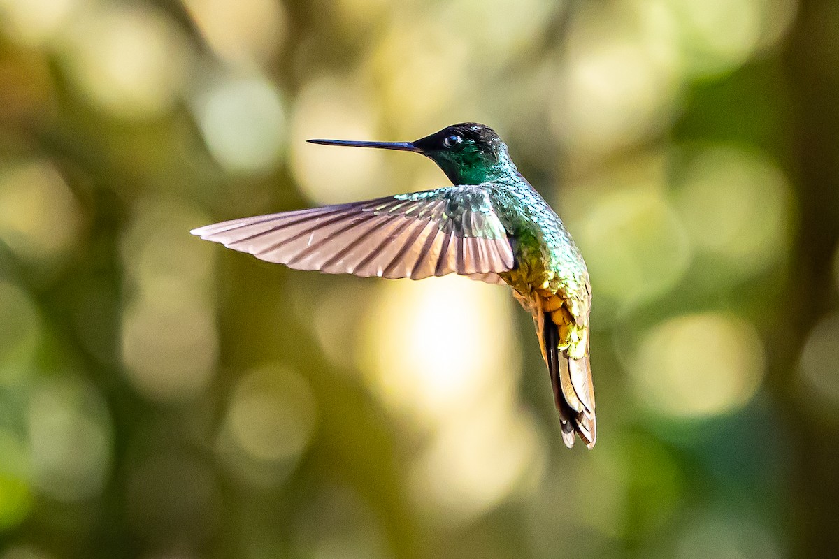 Golden-bellied Starfrontlet - ML636364056