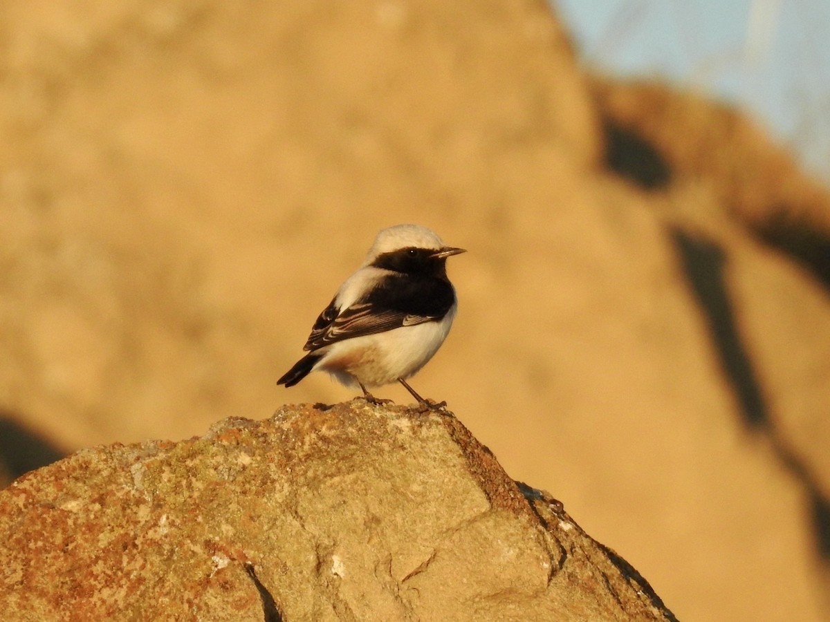 Finsch's Wheatear - ML636364067