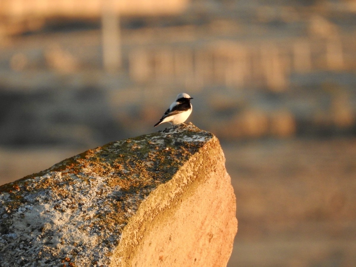 Finsch's Wheatear - ML636364069