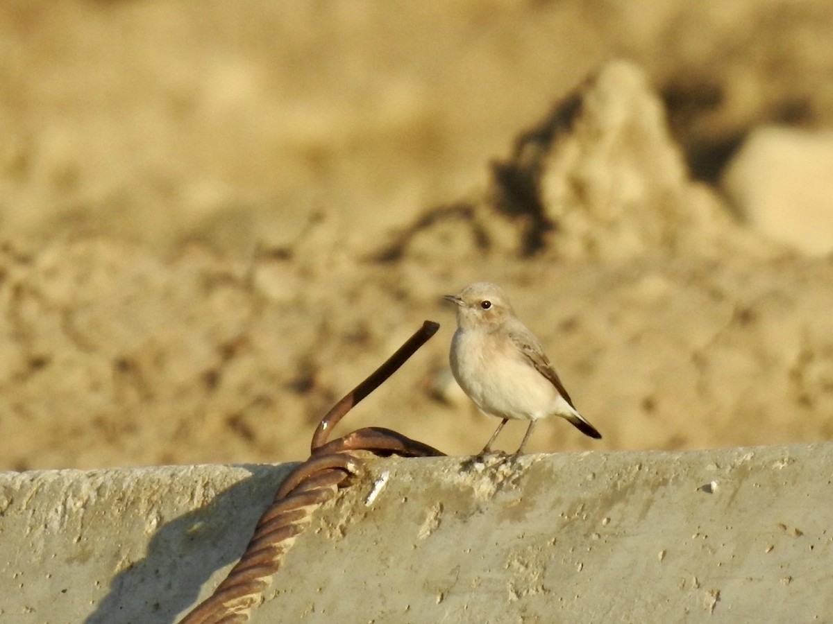 Finsch's Wheatear - ML636364070