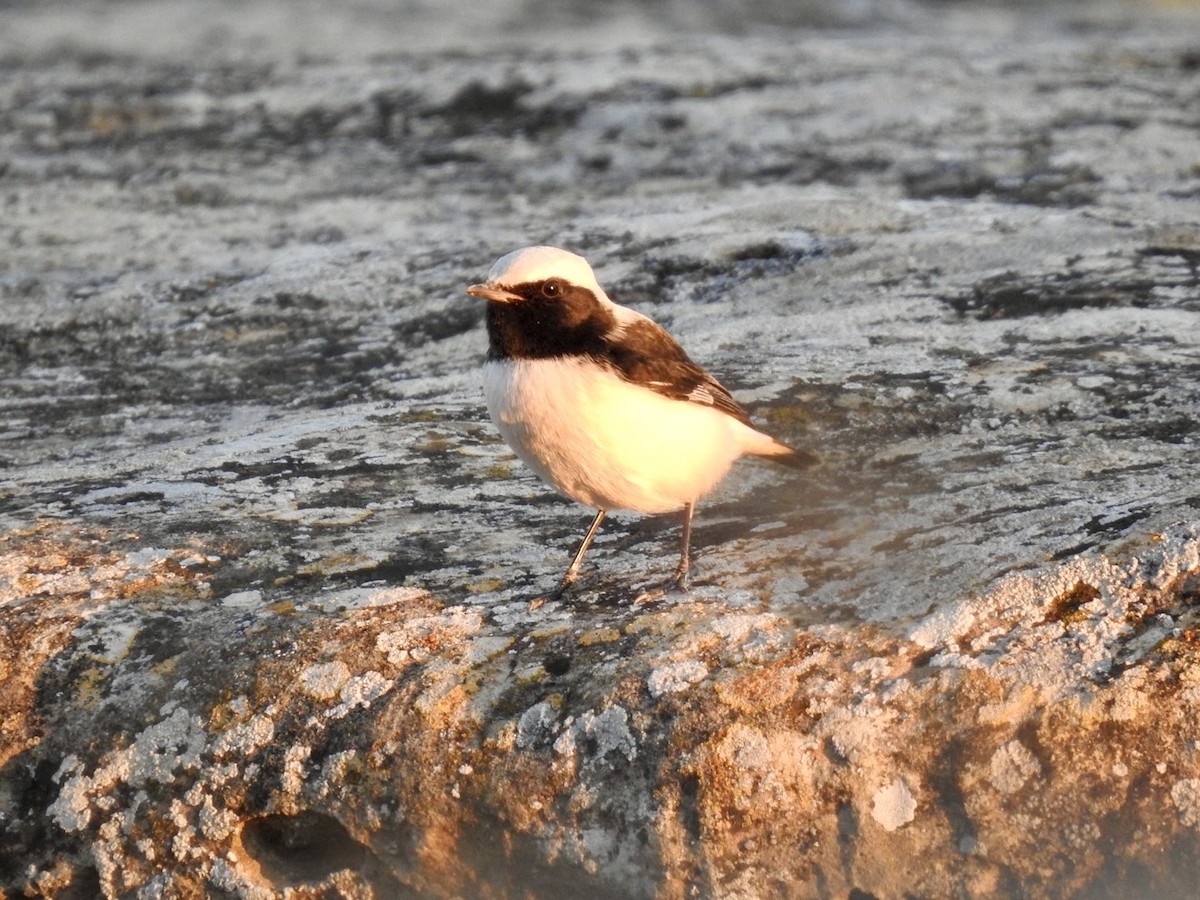 Finsch's Wheatear - ML636364071