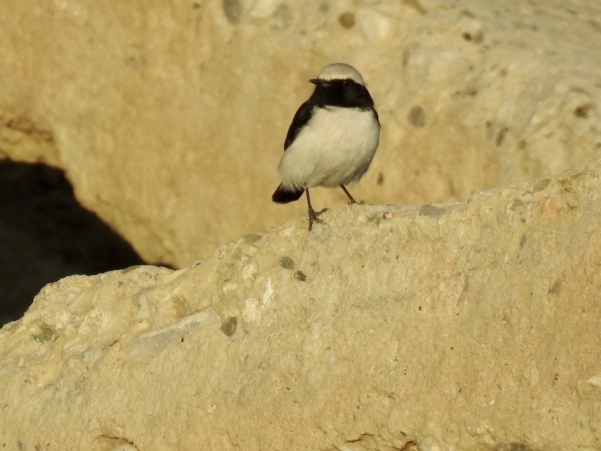 Finsch's Wheatear - ML636364072