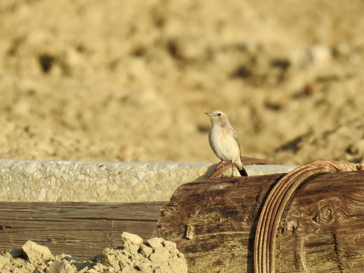 Finsch's Wheatear - ML636364073