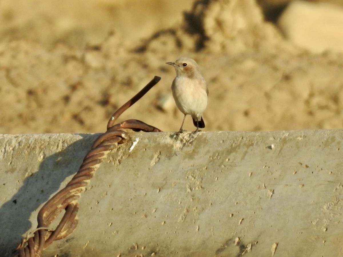 Finsch's Wheatear - ML636364074