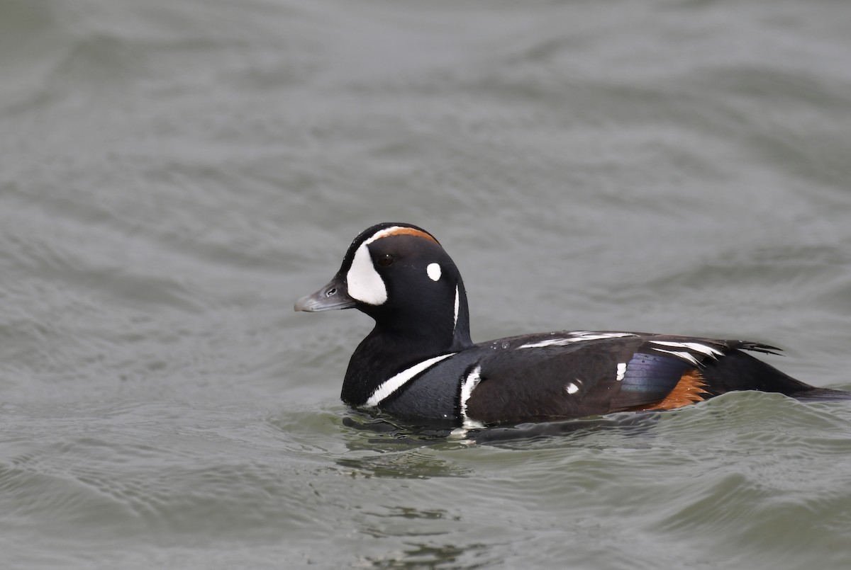 Harlequin Duck - ML636364145