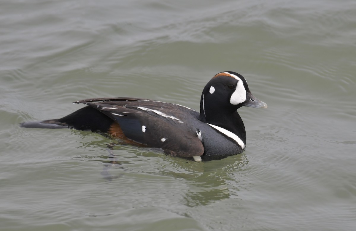 Harlequin Duck - ML636364146