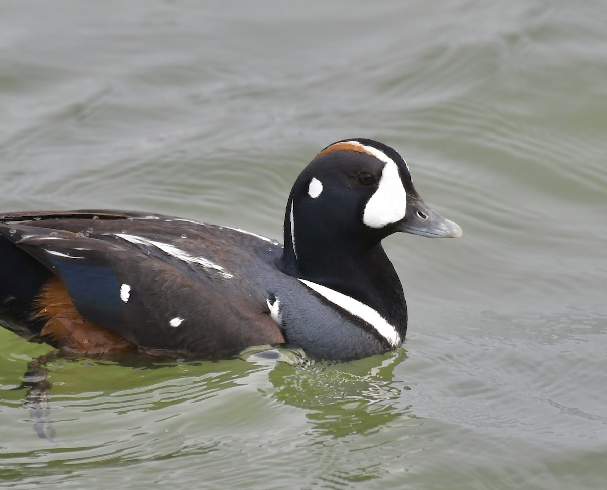 Harlequin Duck - ML636364147