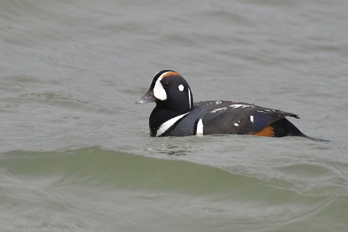 Harlequin Duck - ML636364148