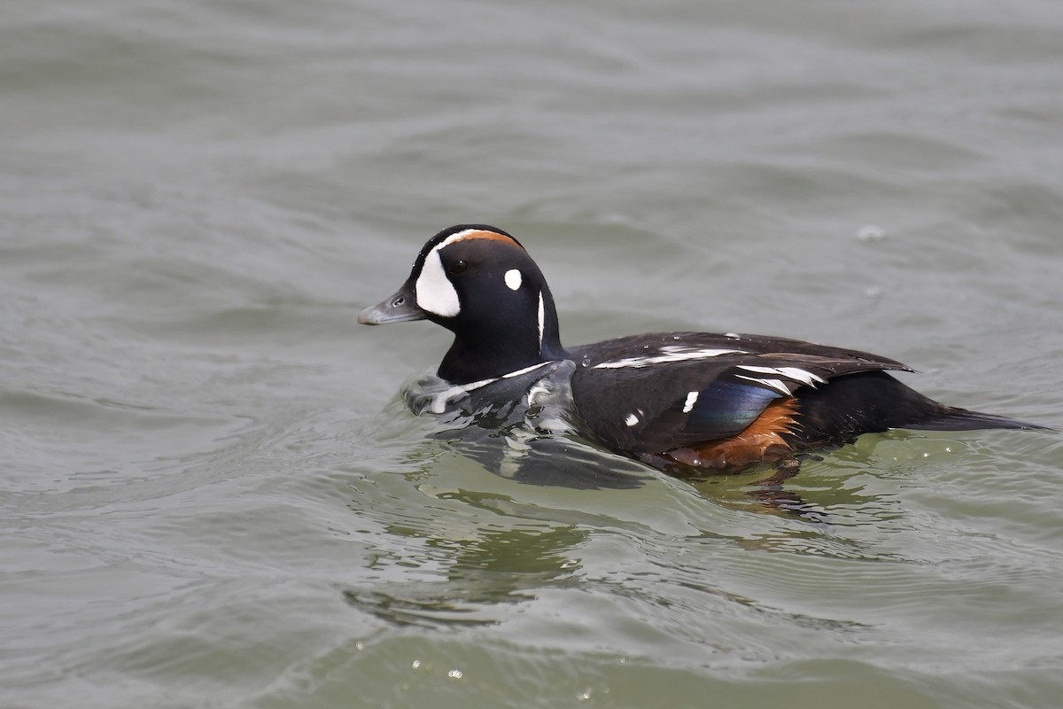 Harlequin Duck - ML636364149