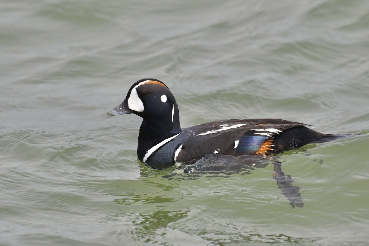 Harlequin Duck - ML636364150