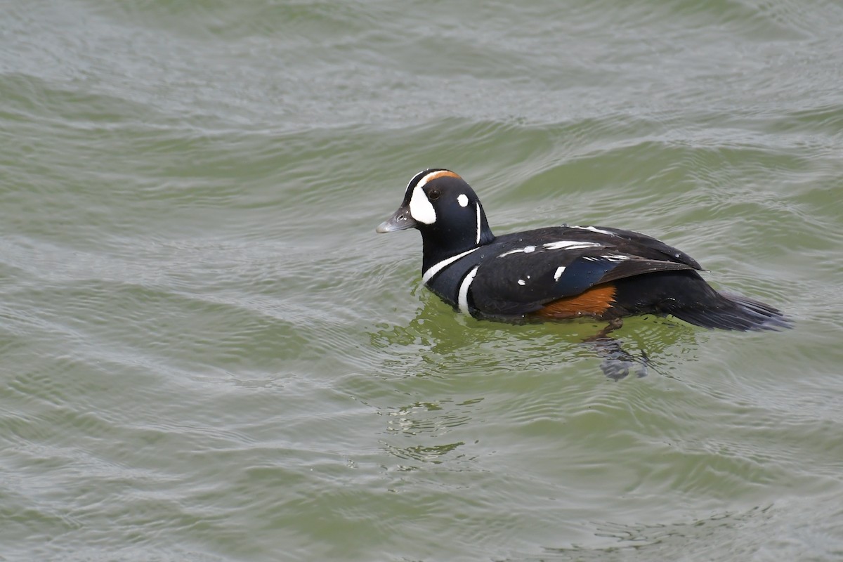 Harlequin Duck - ML636364151