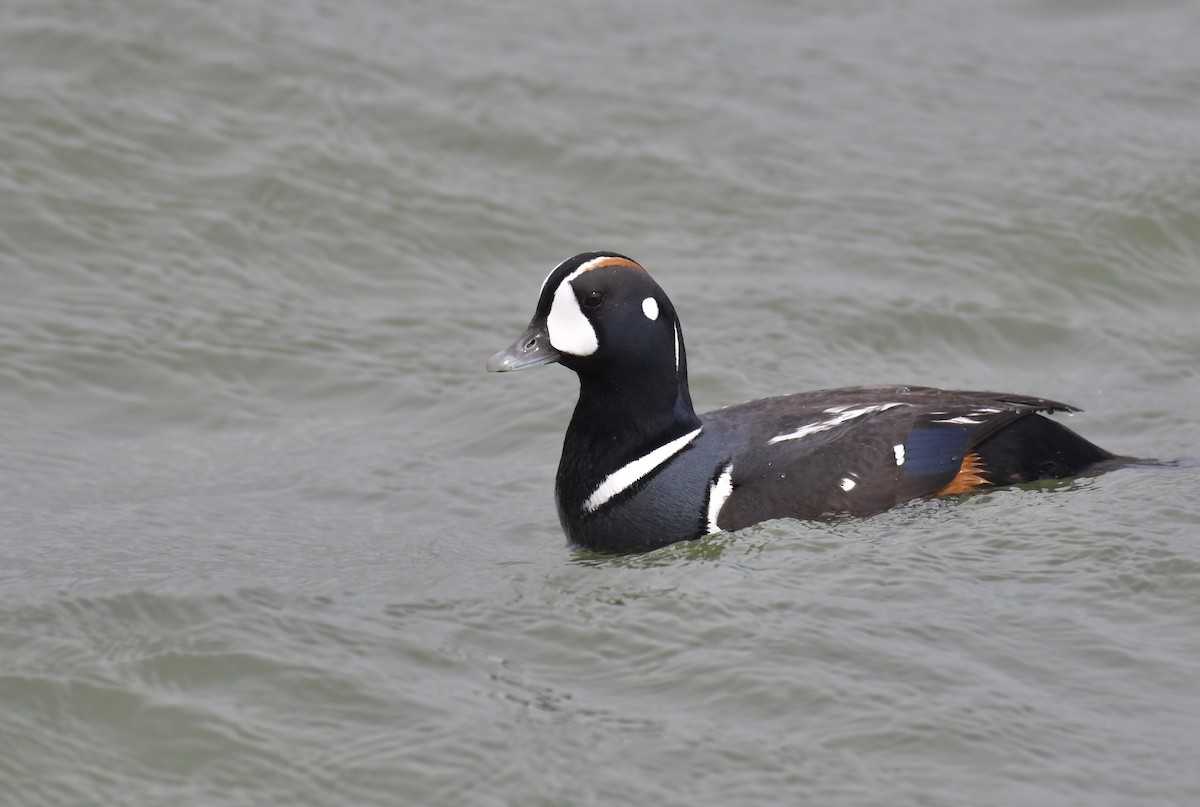 Harlequin Duck - ML636364152