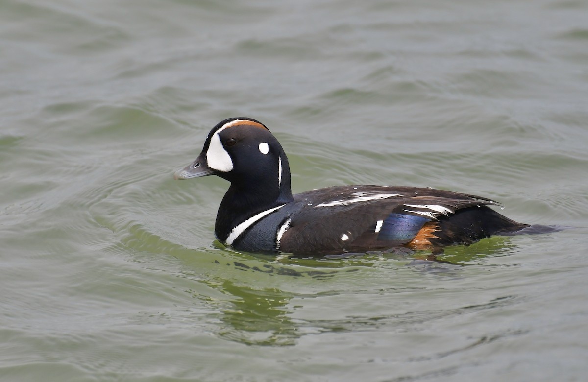 Harlequin Duck - ML636364153