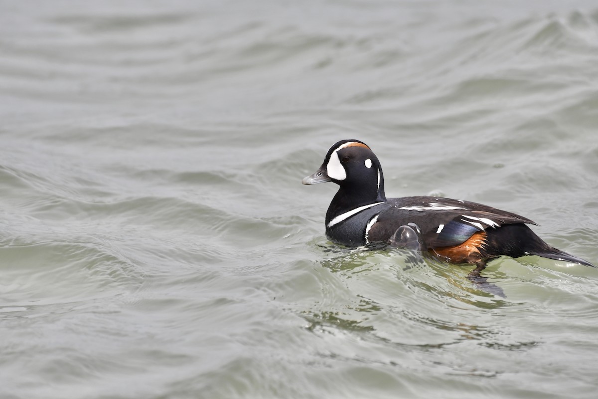 Harlequin Duck - ML636364157