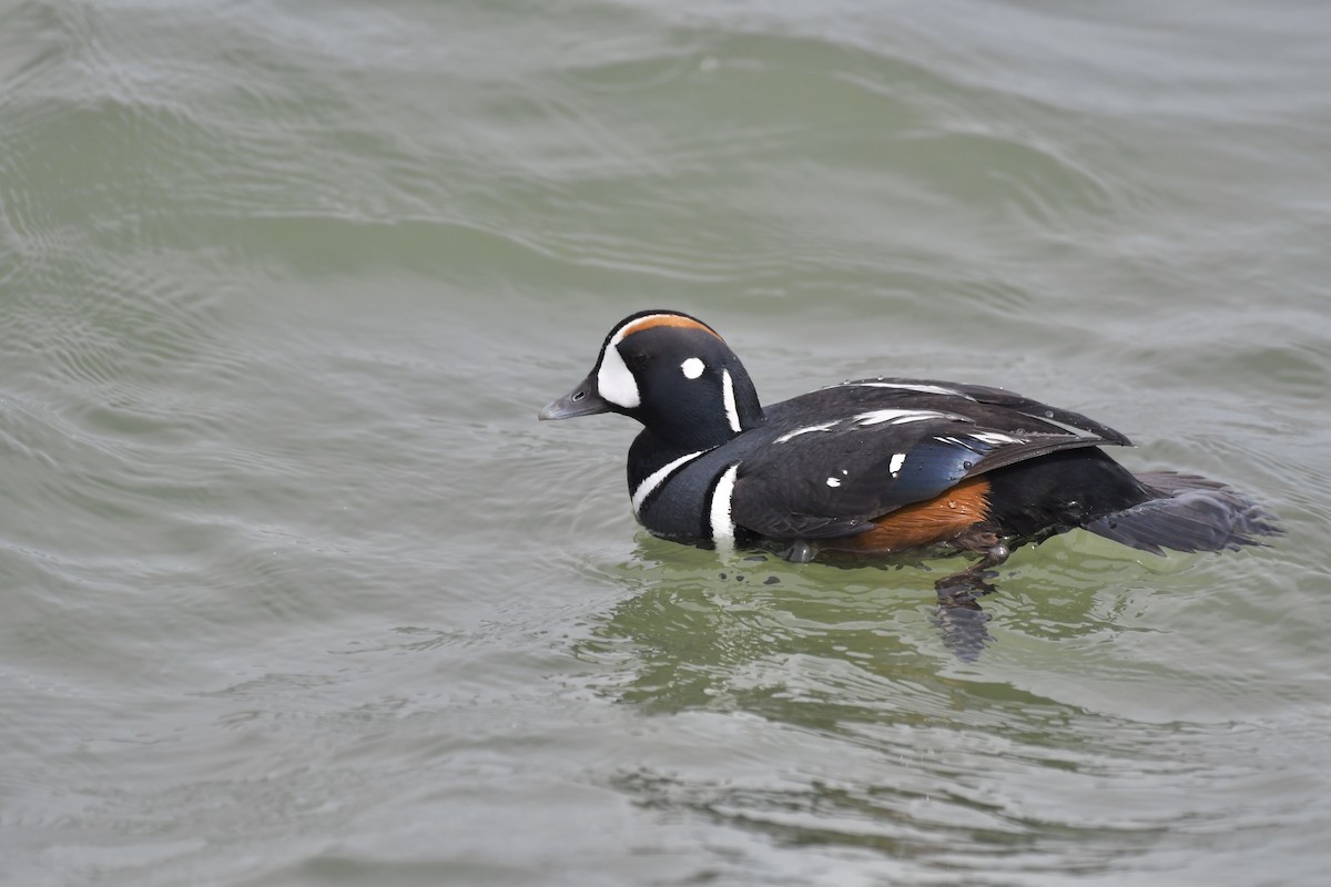 Harlequin Duck - ML636364158