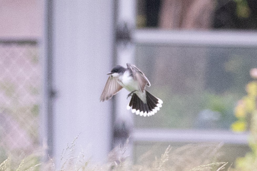 Eastern Kingbird - ML636364168