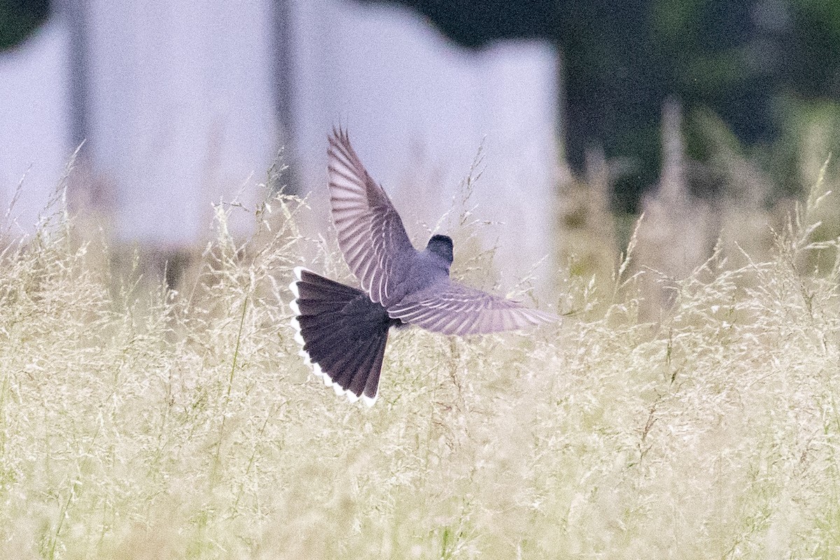Eastern Kingbird - ML636364185