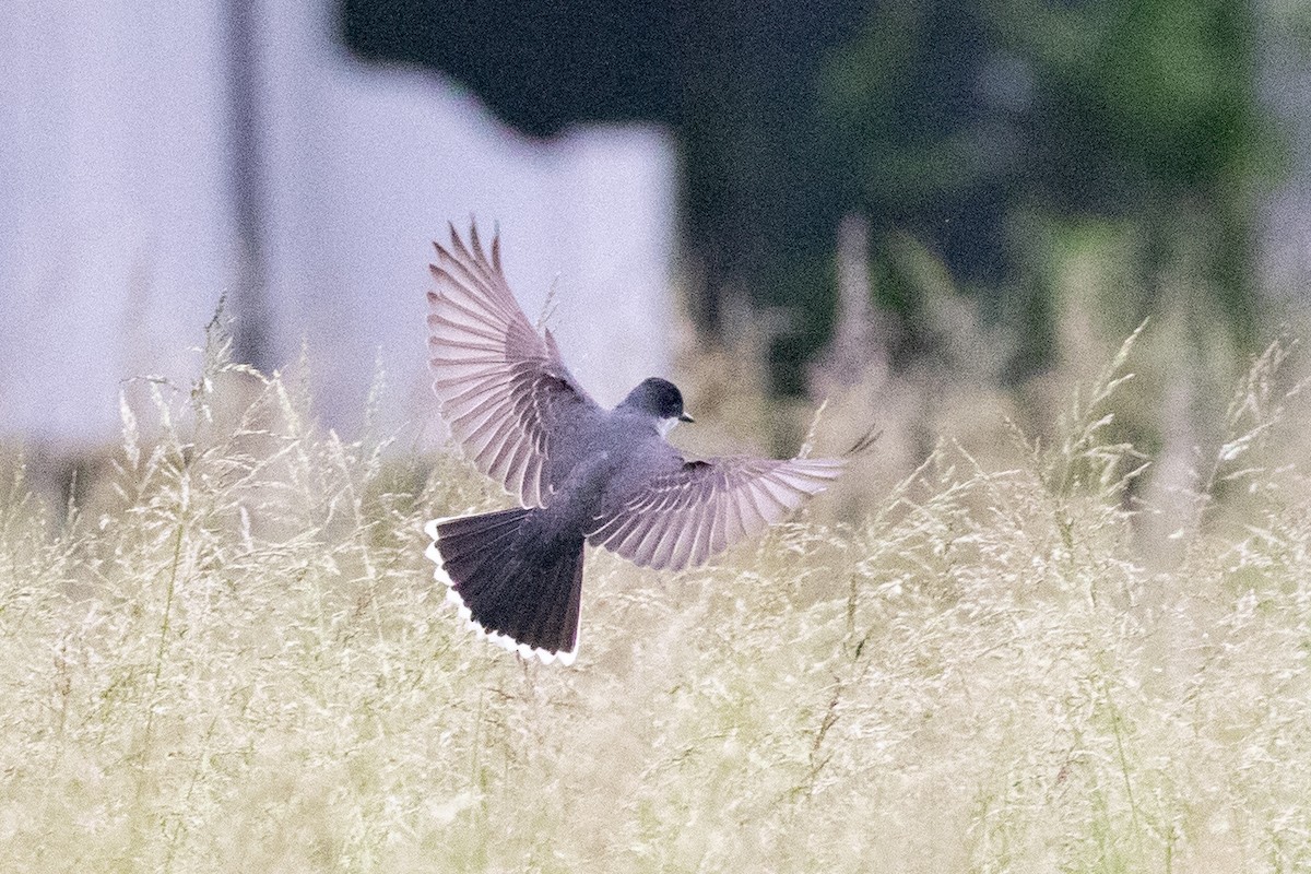 Eastern Kingbird - ML636364186