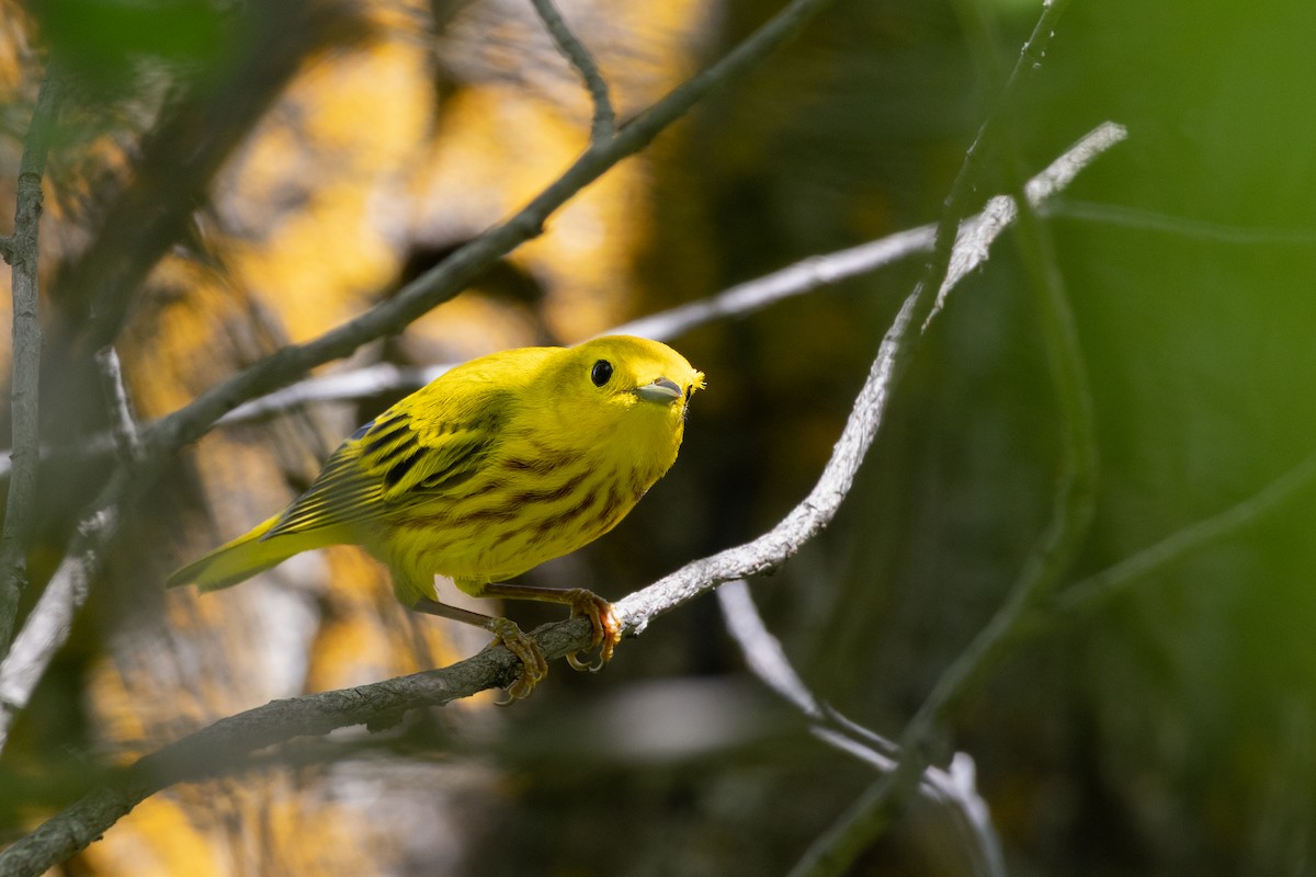 Paruline jaune - ML636364189