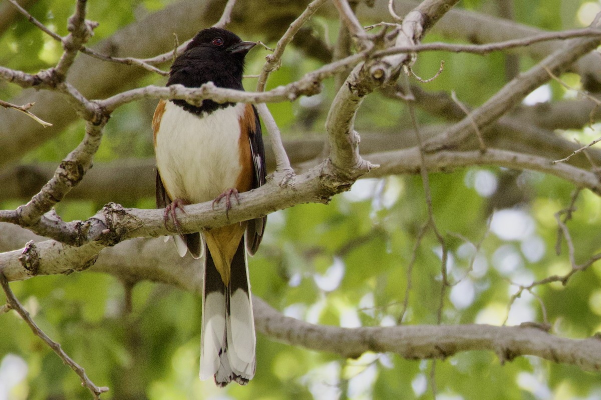 Eastern Towhee - ML636364274