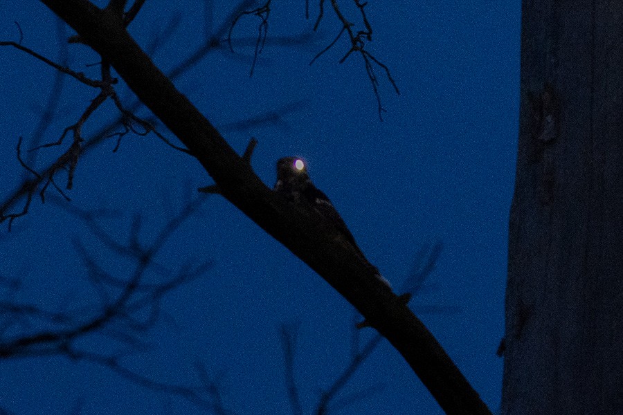 Eurasian Nightjar - ML636364302