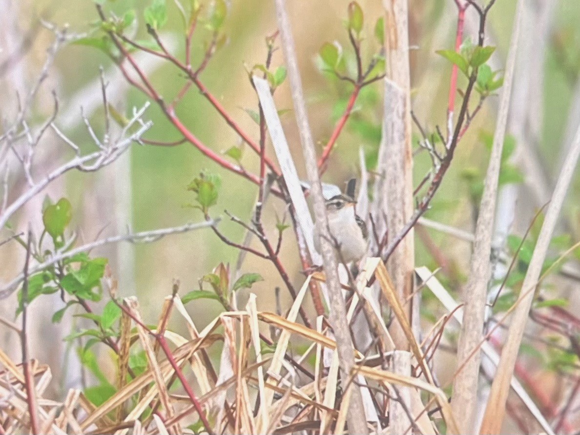 Sedge Wren - ML636364304