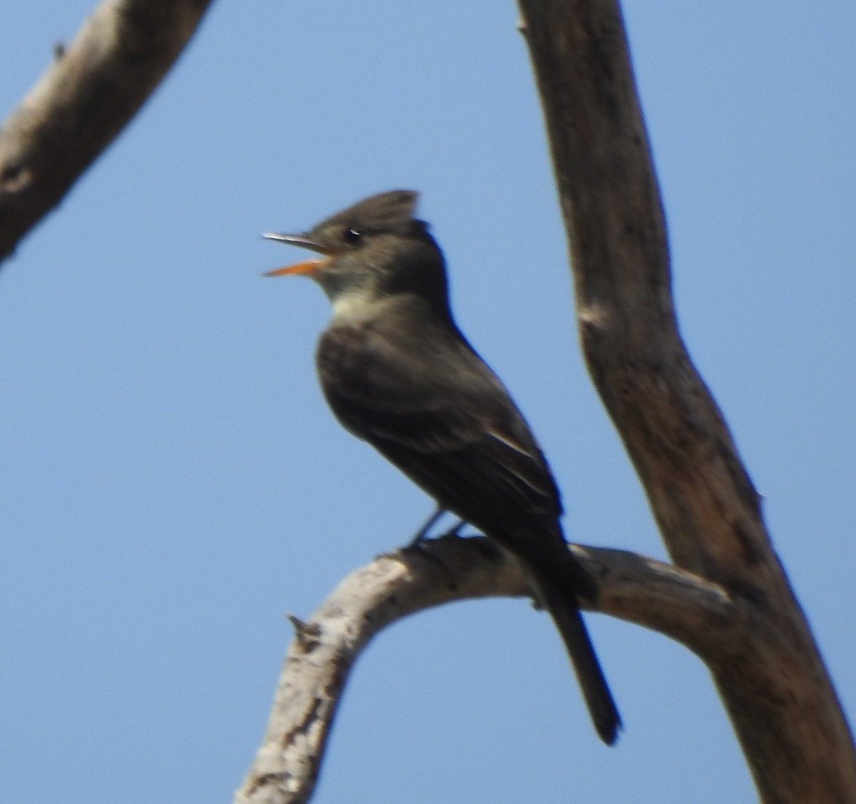 Olive-sided Flycatcher - ML636364313