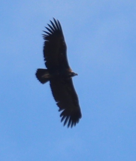 禿鷲 - ML636364324