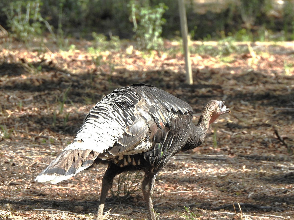 Wild Turkey - ML636364326