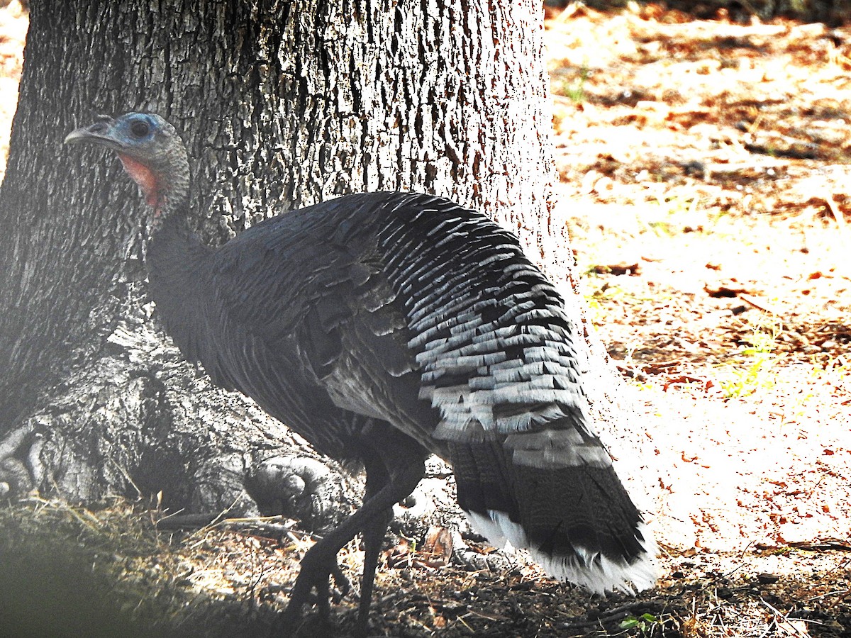 Wild Turkey - ML636364333