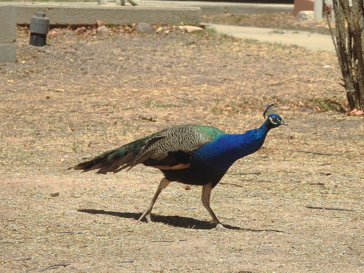 Indian Peafowl (Domestic type) - ML636364337