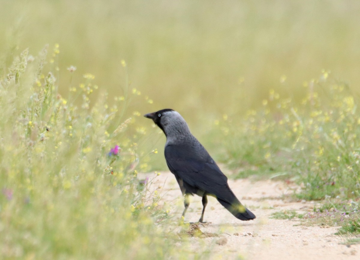 Eurasian Jackdaw - ML636364346