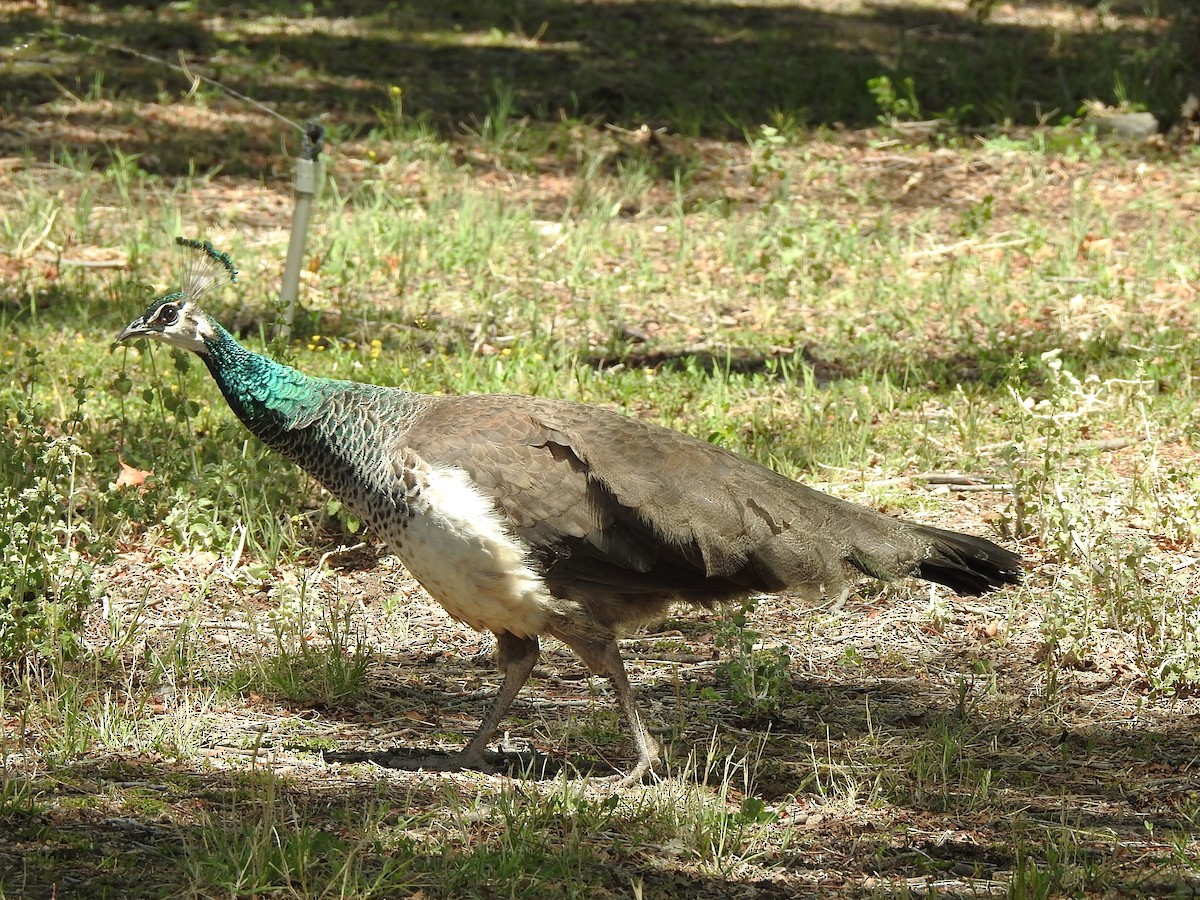 Indian Peafowl (Domestic type) - ML636364347