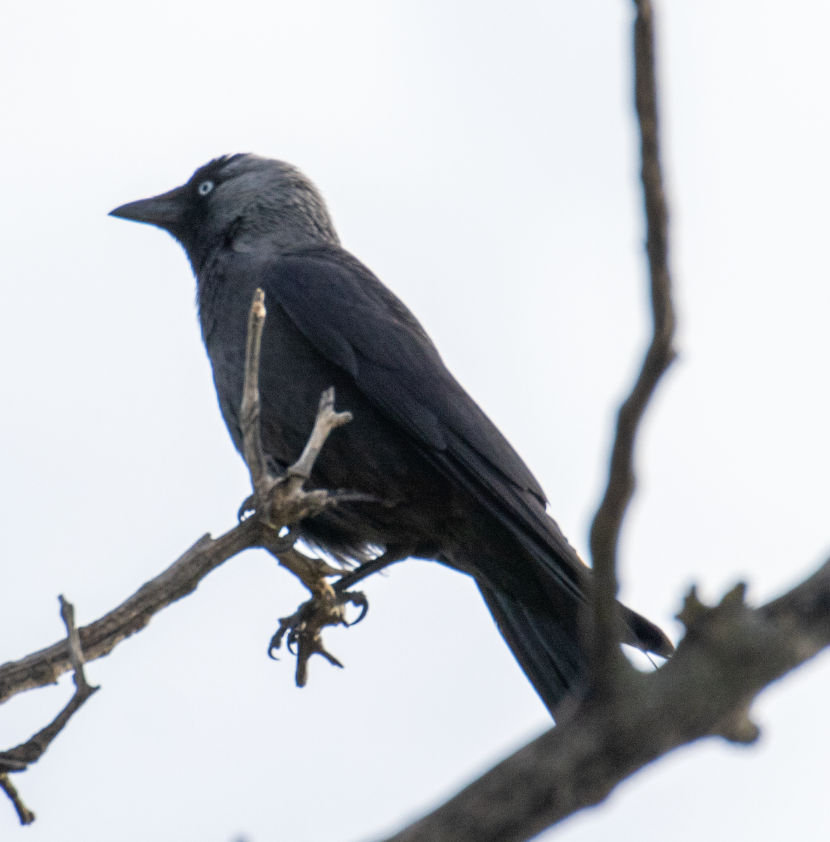 Eurasian Jackdaw - ML636364349