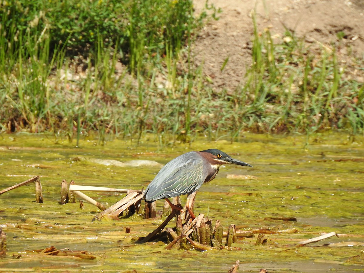 Green Heron - ML636364350