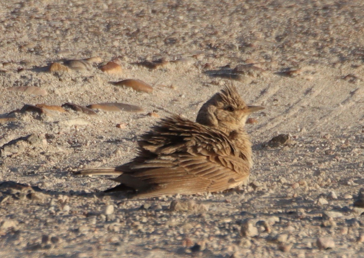 Crested Lark - ML636364352