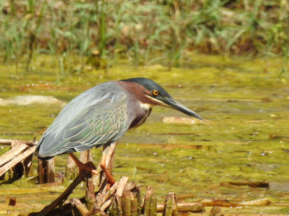 Green Heron - ML636364358