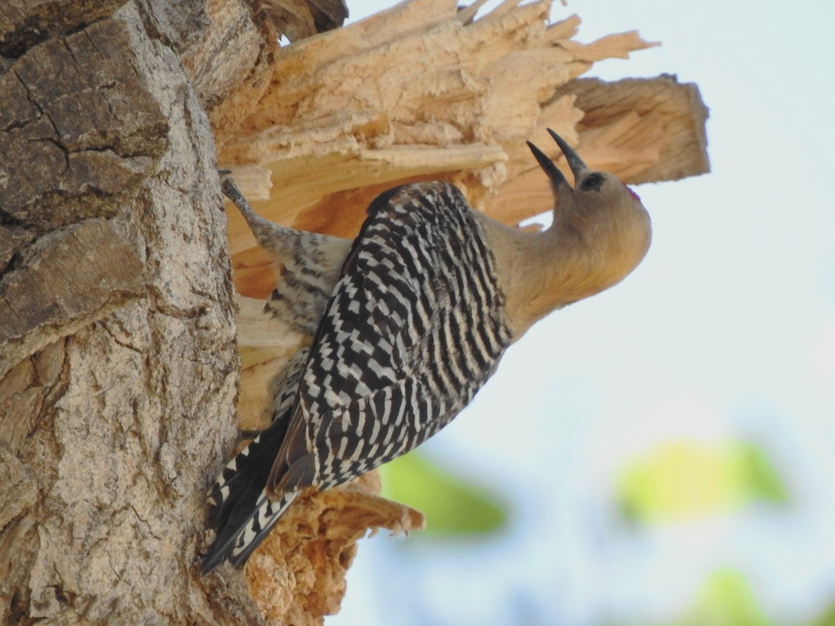Gila Woodpecker - ML636364365