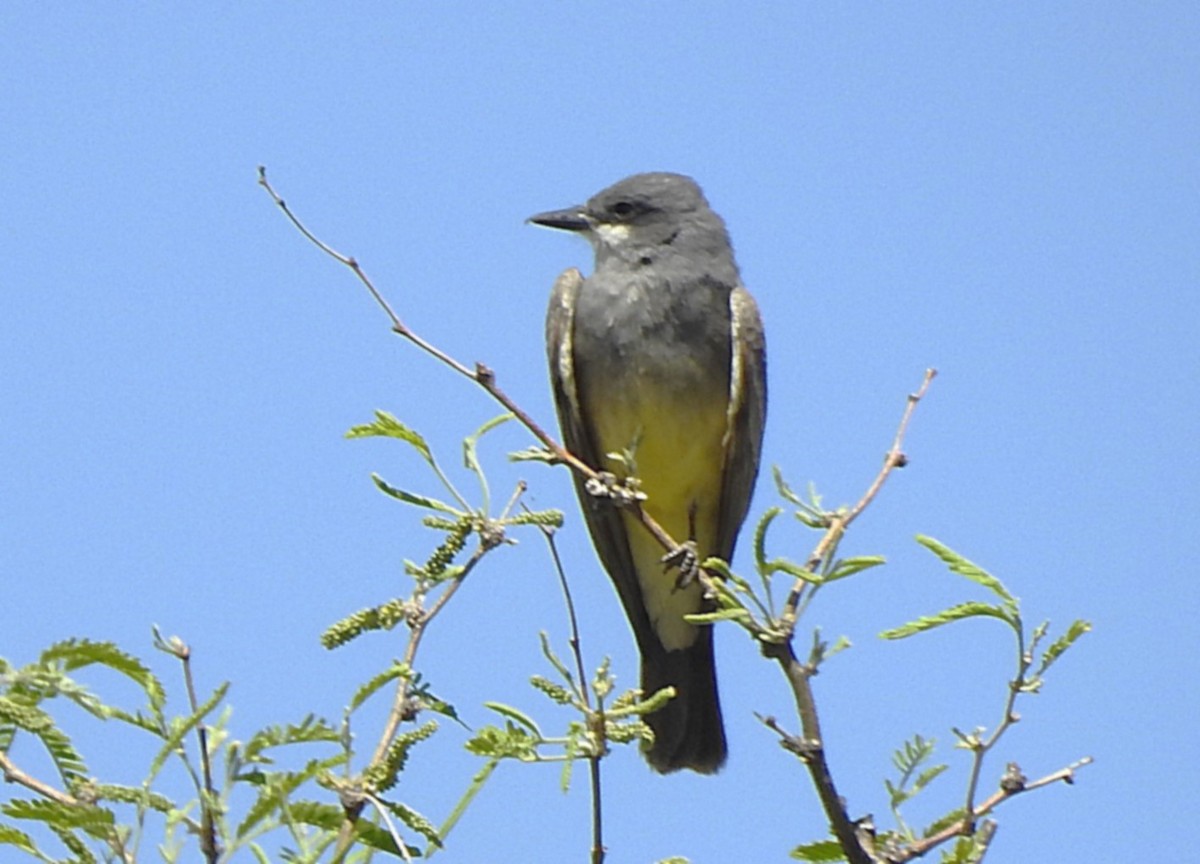 Cassin's Kingbird - ML636364377