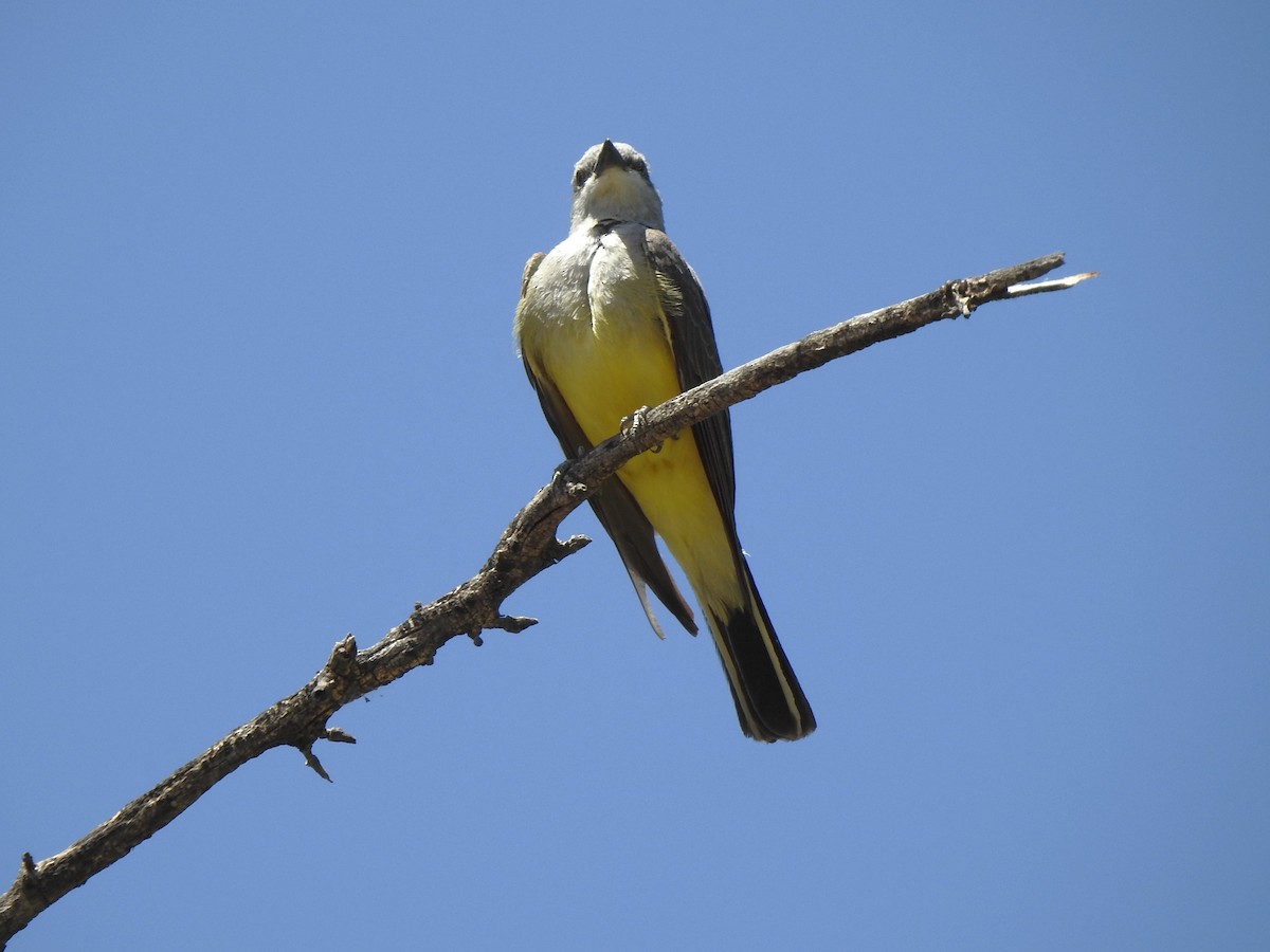 Western Kingbird - ML636364389
