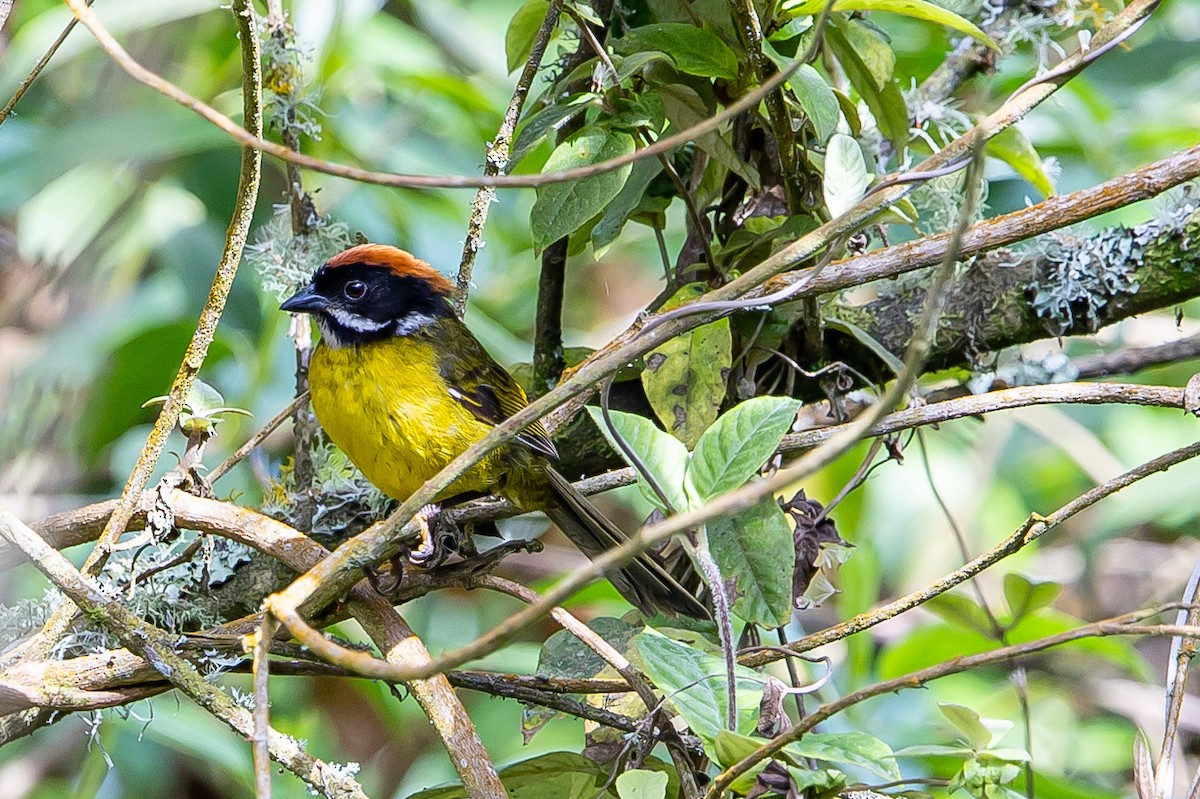 Moustached Brushfinch - ML636364418