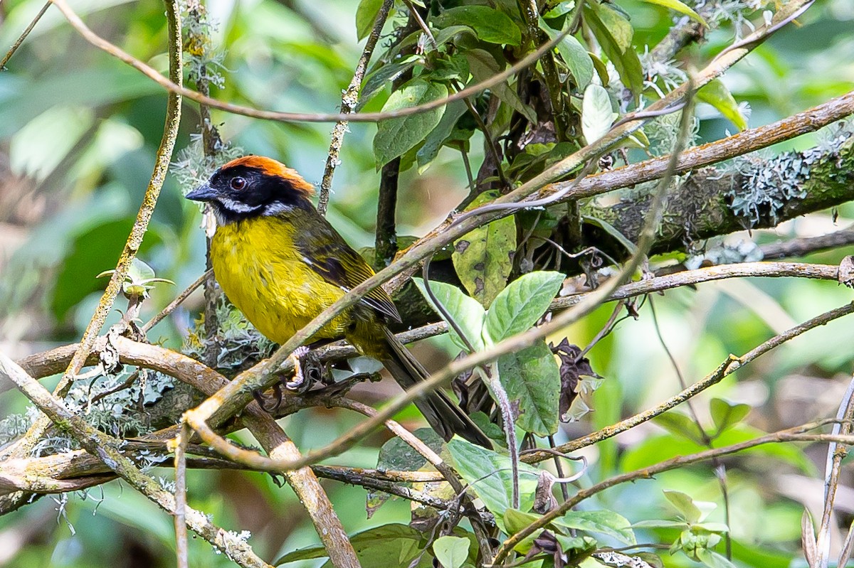 Moustached Brushfinch - ML636364420