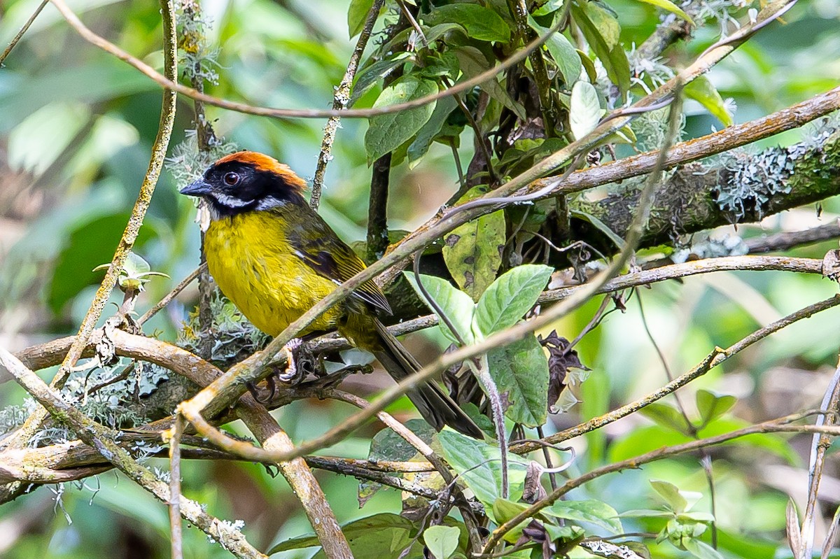 Moustached Brushfinch - ML636364425